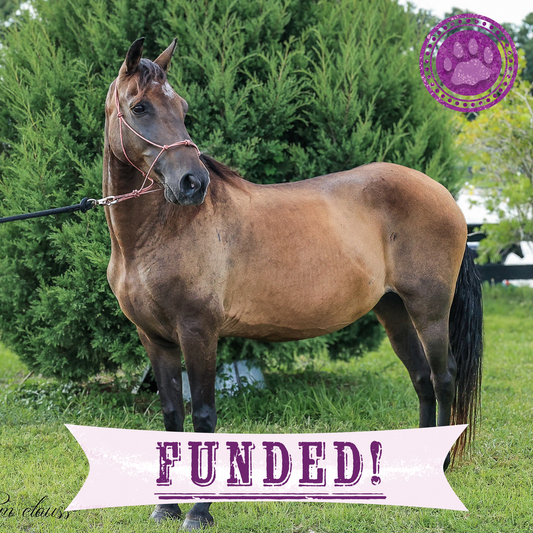 Funded: Help Emaciated Horses Heal from Severe Neglect