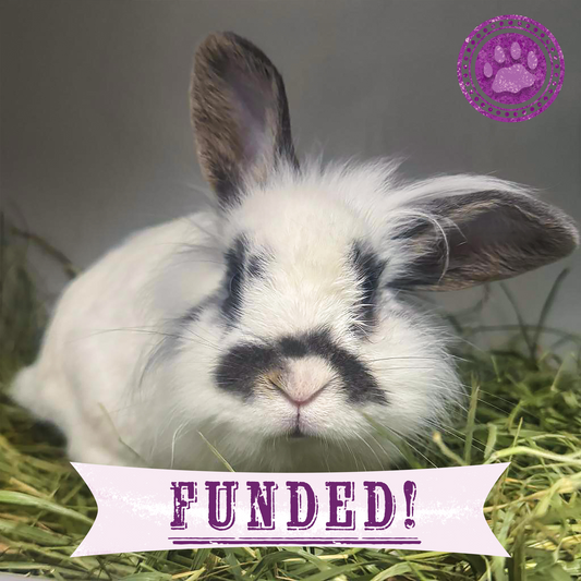 Funded: Neville Needs Support After Emergency Dental Surgery