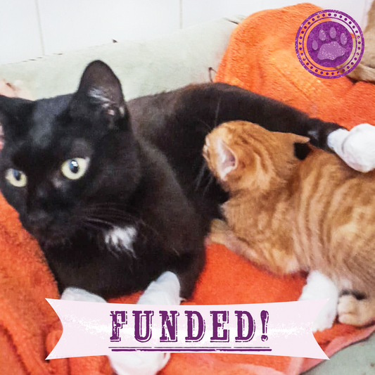 Funded: Wildfires Left Nit with Severely Burned Paws