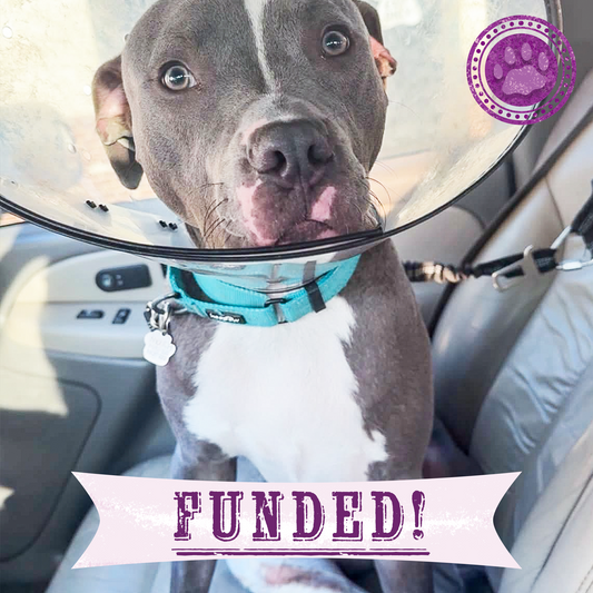 Funded: Abused Noah Has Two Broken Legs and Needs Emergency Surgery to Walk Again