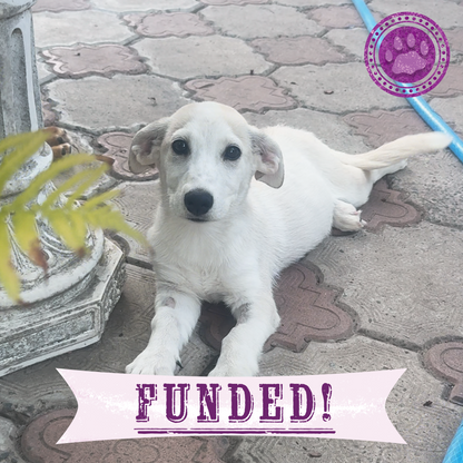 Funded: Time Is Running Out for These Puppies with Parvovirus - Help Save Them