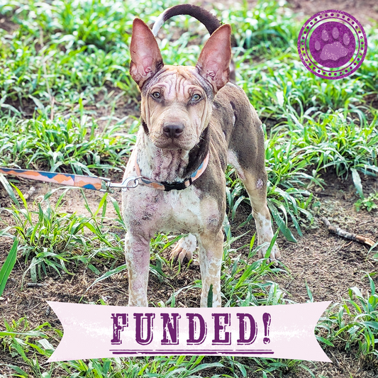 Funded: Rainbow Survived Cruelty - Now She Needs Help Healing and Learning to Trust Again