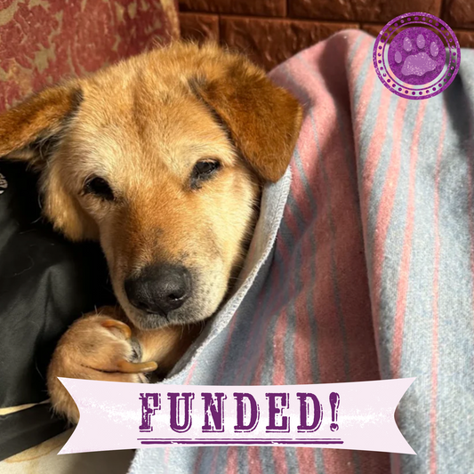 Funded: Senior Dog Abandoned Near Frontlines Needs Your Support