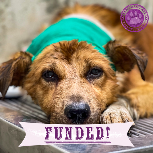 Funded: Support Sam’s Healing from Infected Wounds