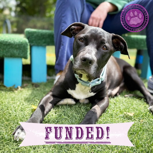 Funded: Sweetheart Is Battling a Life-Threatening Infection & Needs Urgent Support