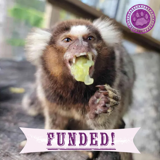 Funded: Help Teko the Marmoset Swing Back to Health