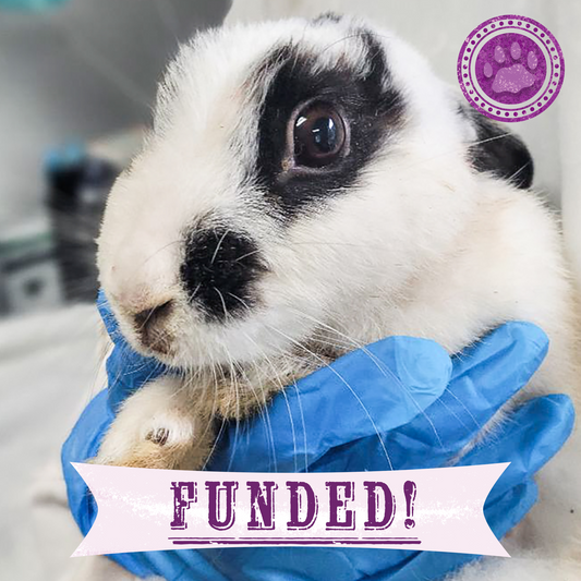 Funded: Help Tissaia the Rabbit Recover From Trauma