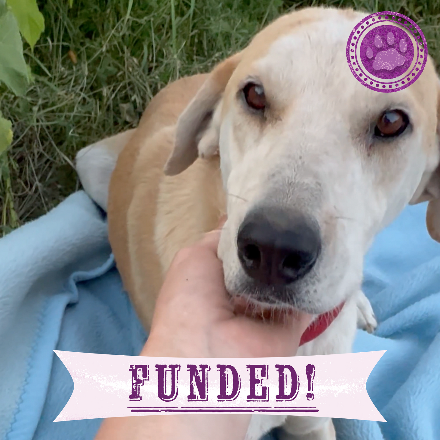 Funded: Shot Ukraine Mama Dog & Puppies Need Emergency Care