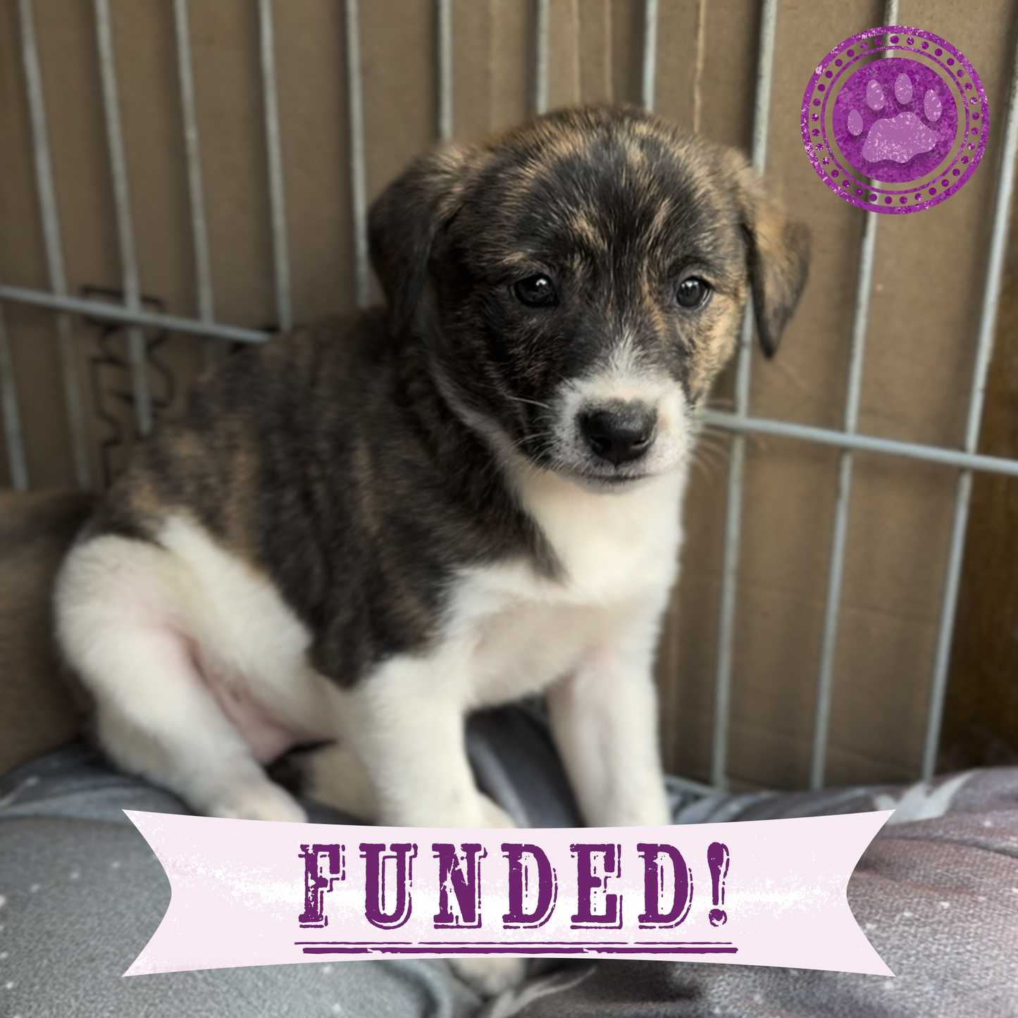 Funded: 36 Newborn Puppies Rescued from War Zone Need Care