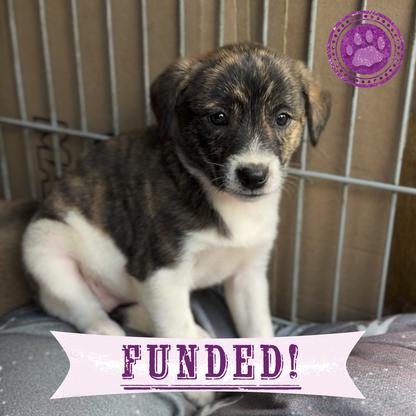 Funded: 36 Newborn Puppies Rescued from War Zone Need Care