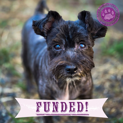 Funded: Help Over 100 Dogs Rescued from Horrible Conditions Get Urgent Medical Care