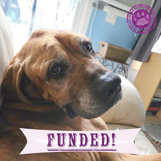 Funded: Support Senior Dog Wally as He Recovers from Severe Malnutrition