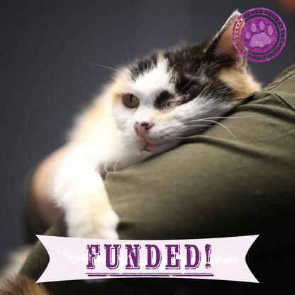 Funded: Traumatized Cats Need Help To Survive After Eye Surgery & Devastating Hit And Run