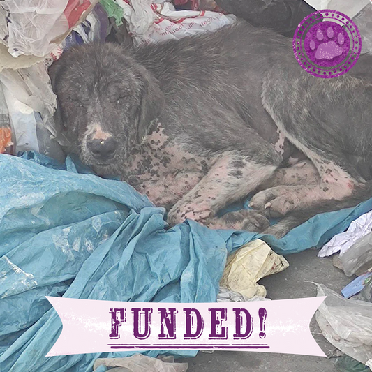 Funded: Lyra Needs Your Help to Recover From Severe Mange