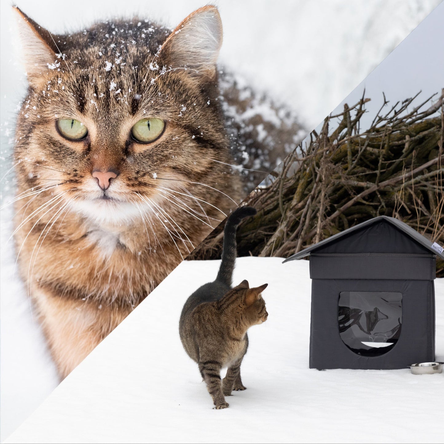 Give Shelter & Supplies to Stray Cats Living in Harsh Conditions