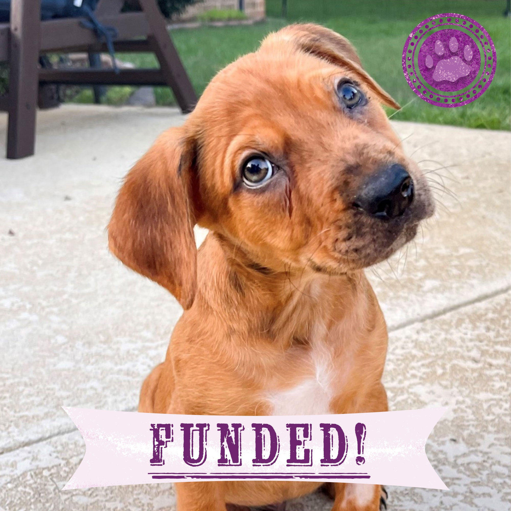 Poor Chance Funded - Give Chance A Chance: Fund Emergency Blood Transfusion ...