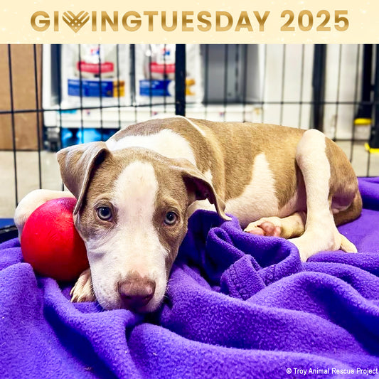 GivingTuesday: Care Package Drive for Shelter Pets