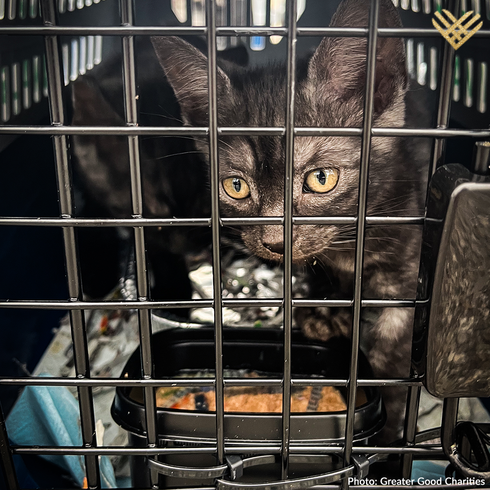 Help Fly Pets to Freedom