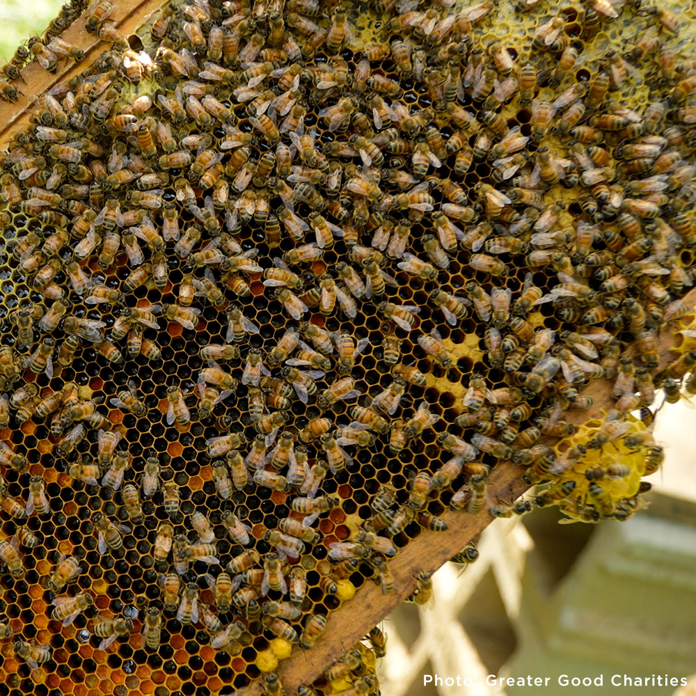 Help Feed Starving Bees