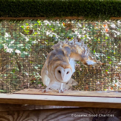 URGENT: Help Wildlife Affected By Recent Hurricanes