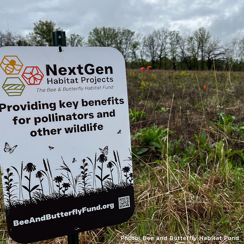 Bees on the Brink: Help Save This Vital Species