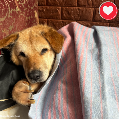 Funded: Senior Dog Abandoned Near Frontlines Needs Your Support