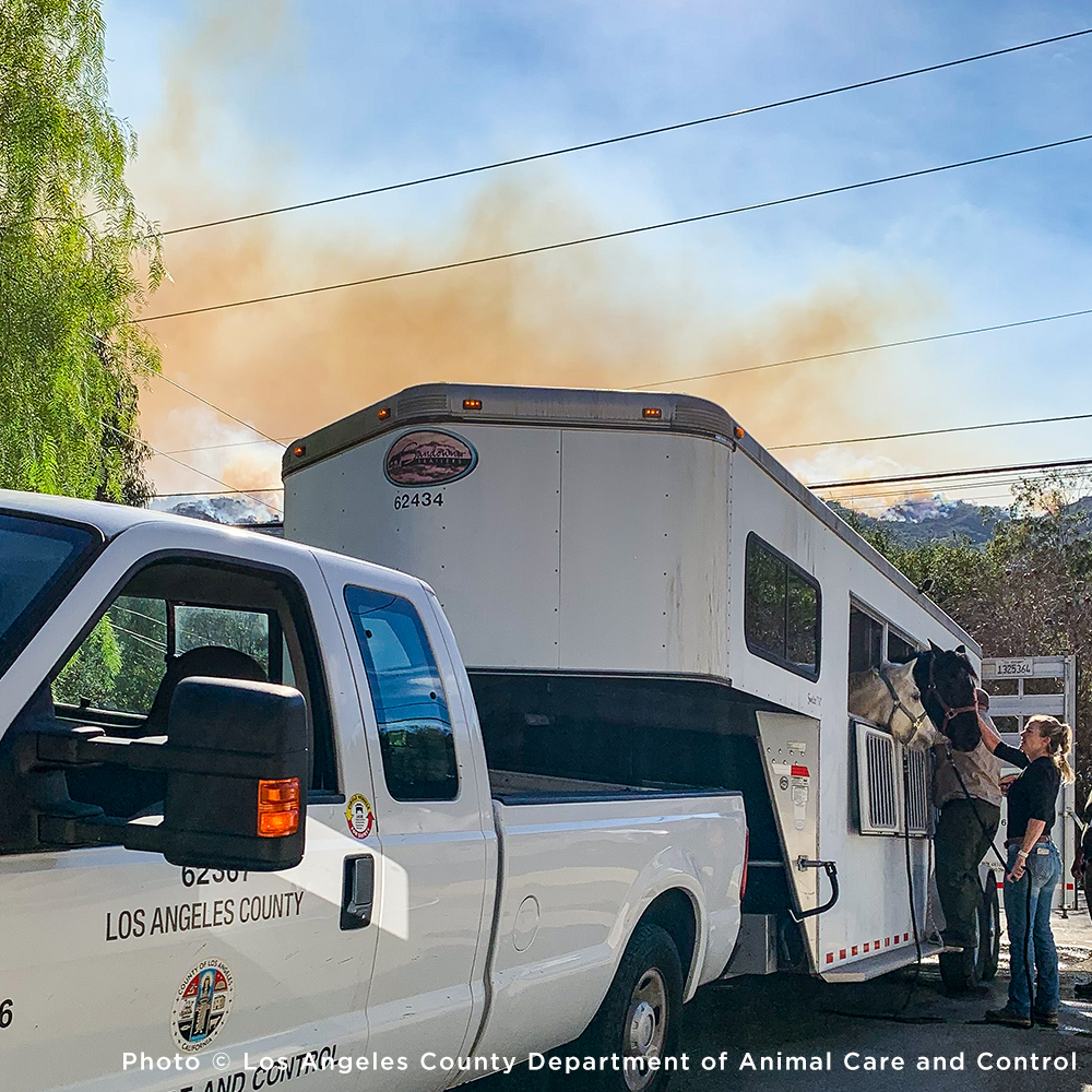 Injured & Displaced Horses Fleeing Raging Wildfires Need Your Help