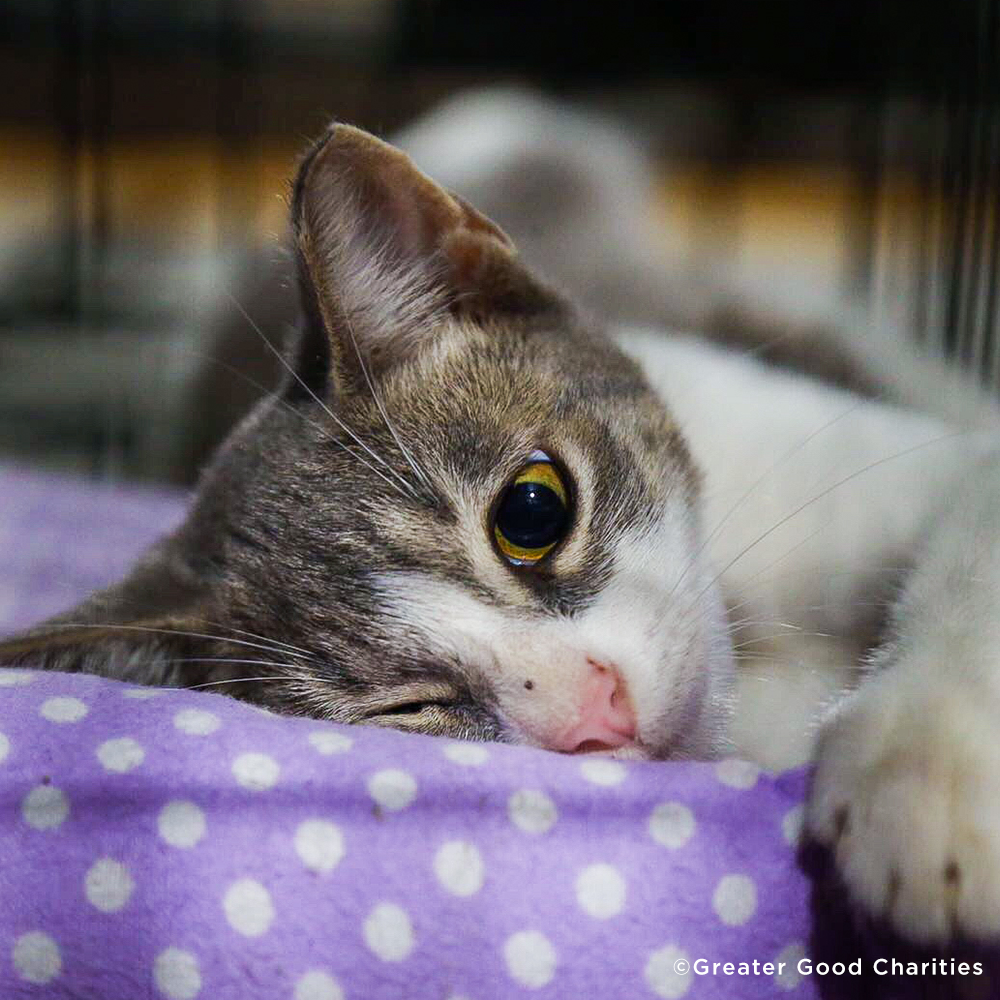 Care Packages for Shelter Cats | GreaterGood