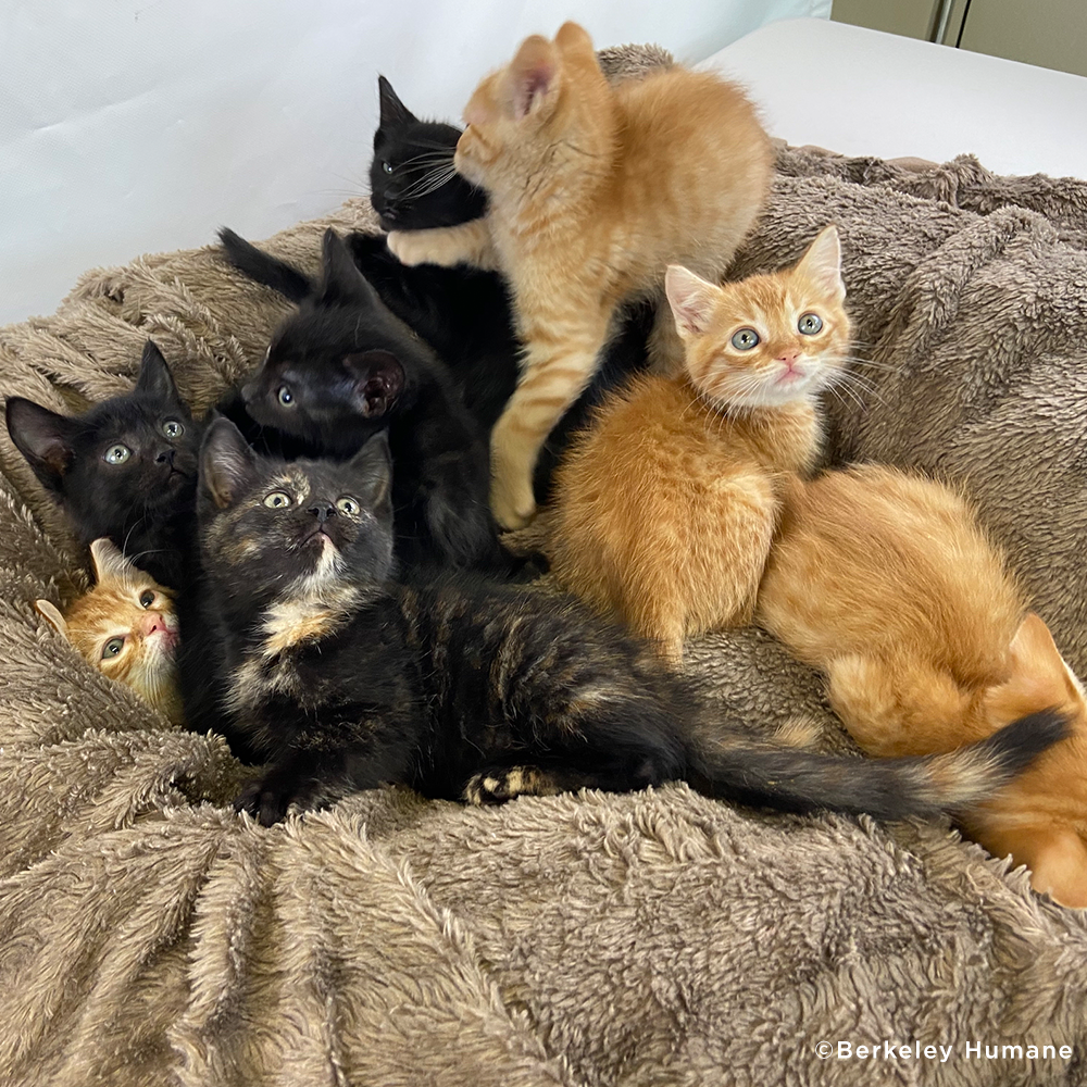 Ooglecat Rescue Care Packages for Shelter Cats | GreaterGood