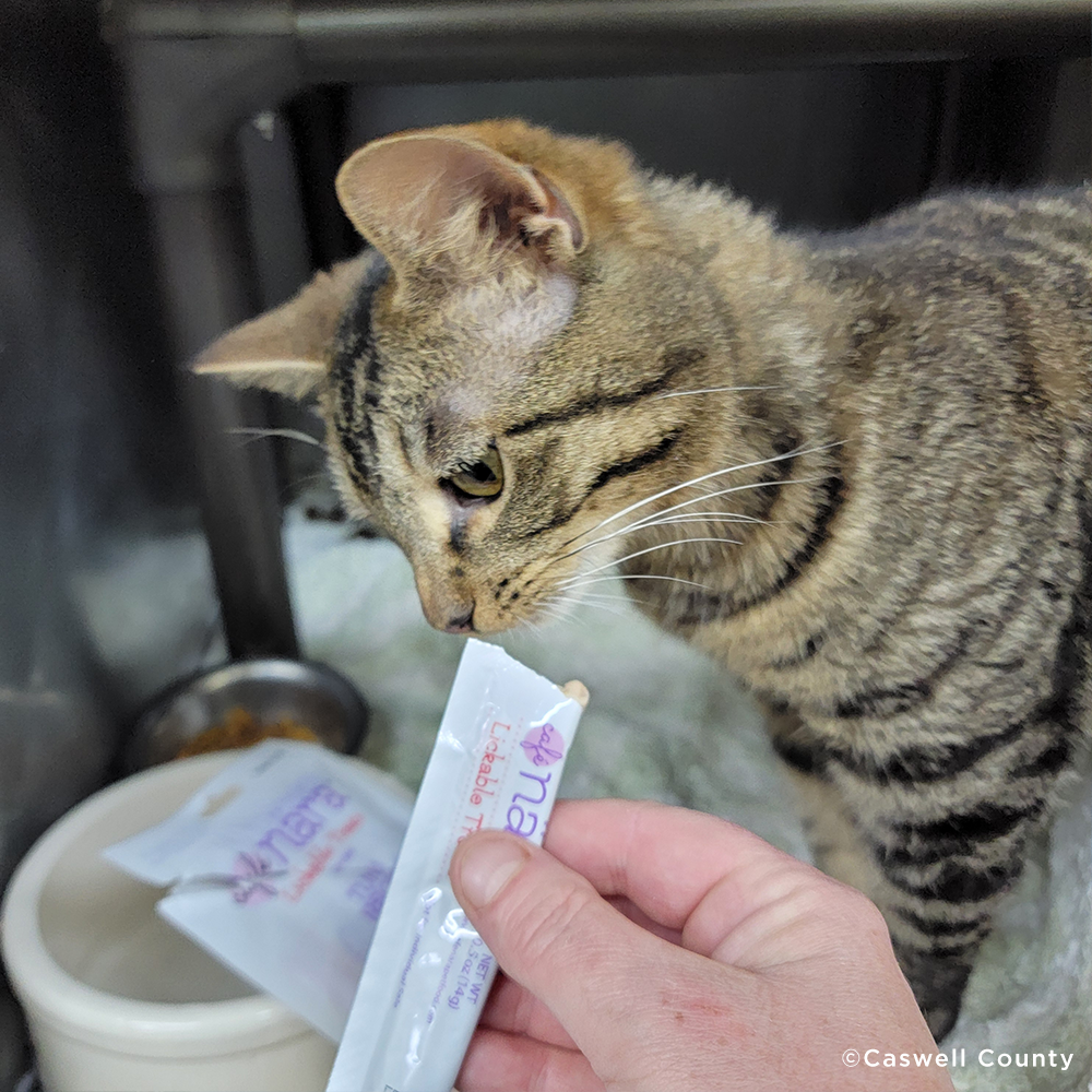 Care Packages for Shelter Cats