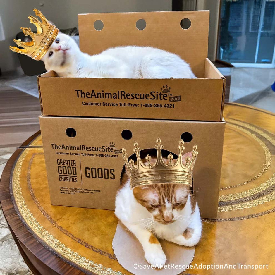 Thank You for Voting! | GreaterGood