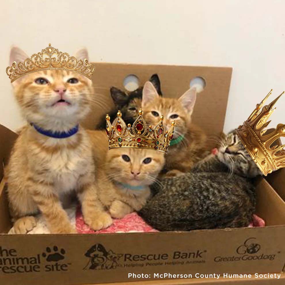 Support Feline Domination - One Castle at a Time