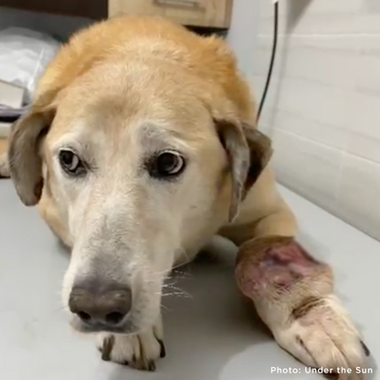 Help Ukraine Dog Struggling to Walk with Painful Tumor