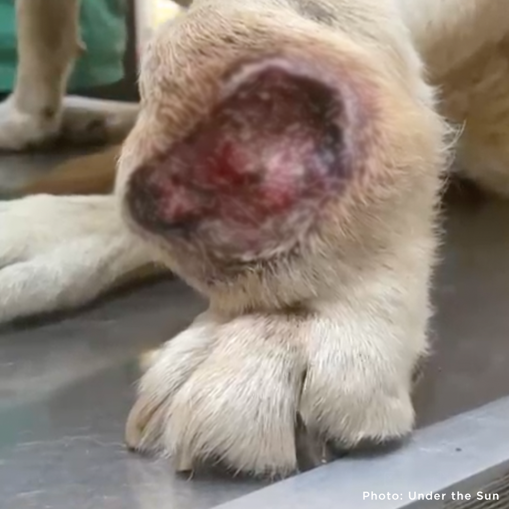 Help Ukraine Dog Struggling to Walk with Painful Tumor