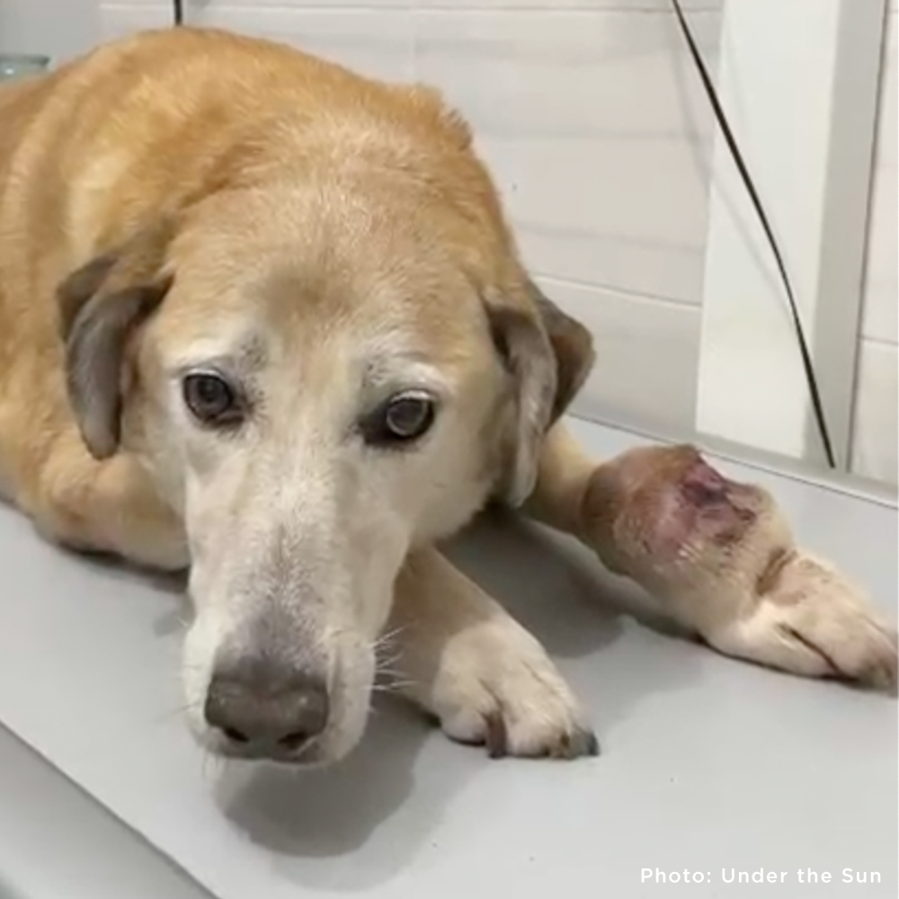 Help Ukraine Dog Struggling to Walk with Painful Tumor