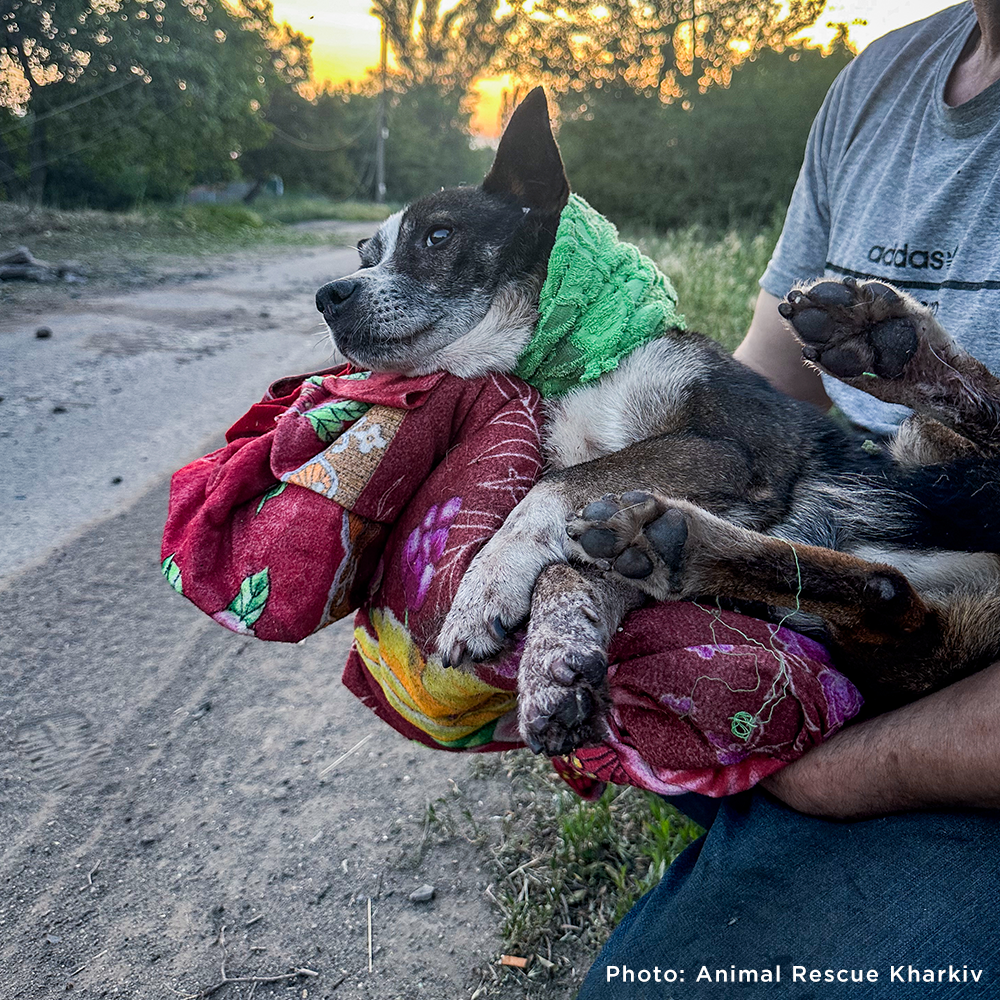 Crisis in Ukraine: Evacuate Pets Out of a War-Zone GreaterGood