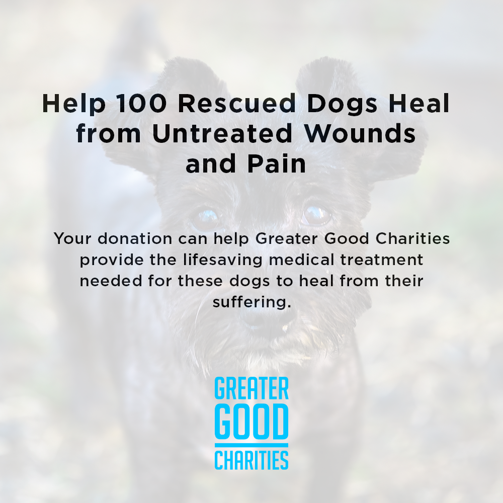 Funded: Help Over 100 Dogs Rescued from Horrible Conditions Get Urgent Medical Care