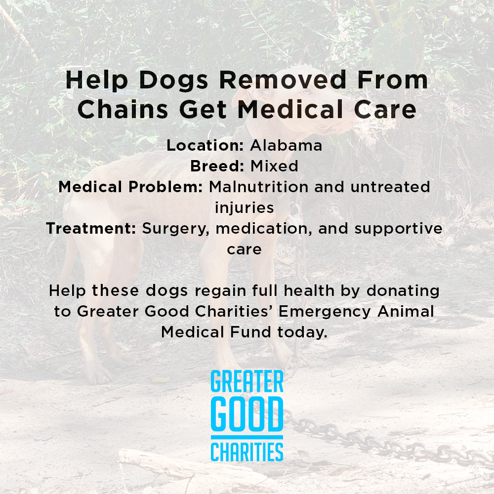 Help Dogs Removed from Chains Get Medical Care for Untreated Injuries & Illnesses