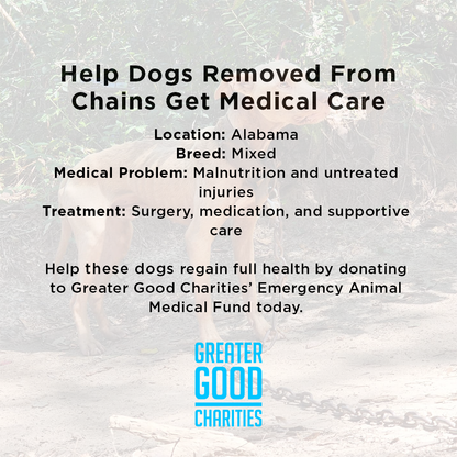 Help Dogs Removed from Chains Get Medical Care for Untreated Injuries & Illnesses