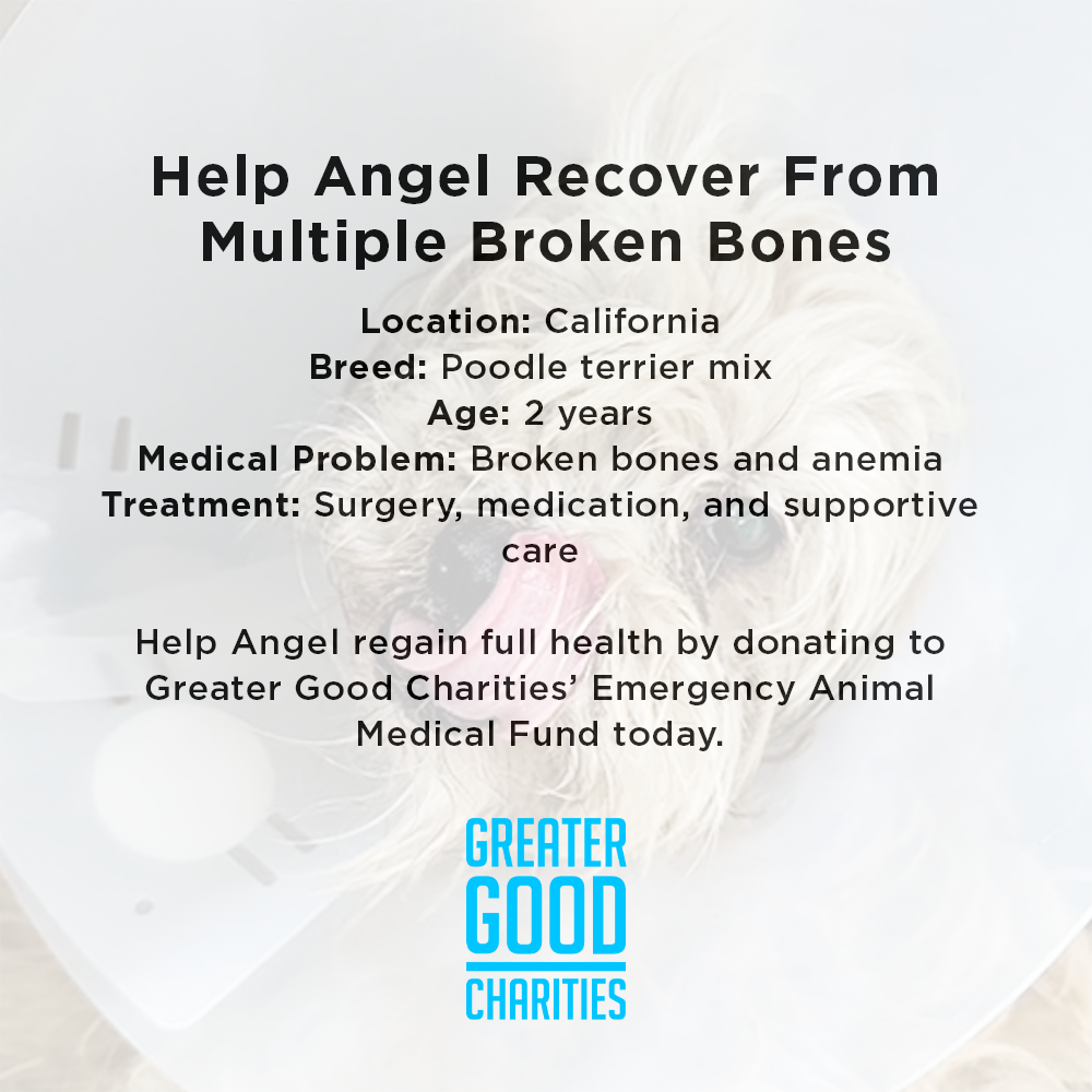 Help Angel Recover from Multiple Broken Bones