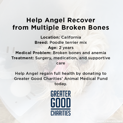Funded: Help Angel Recover from Multiple Broken Bones