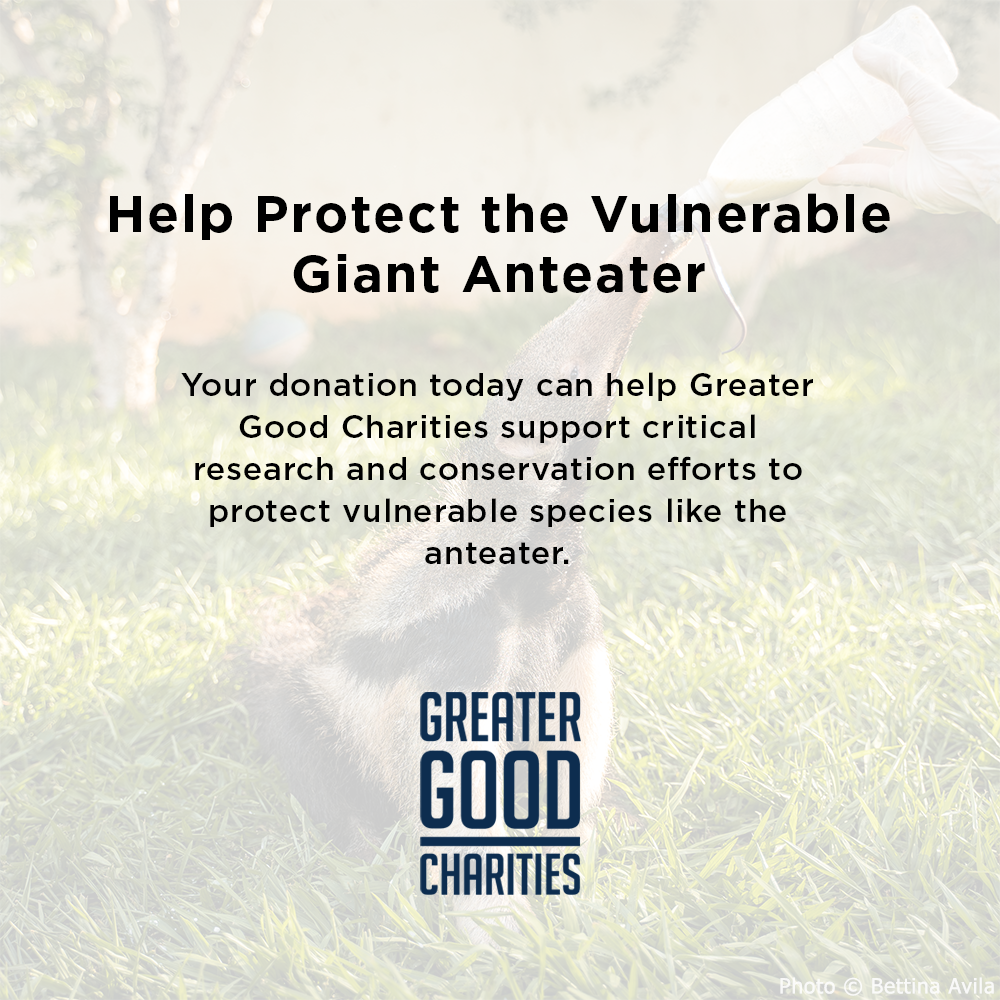 Help Protect the Vulnerable Giant Anteater