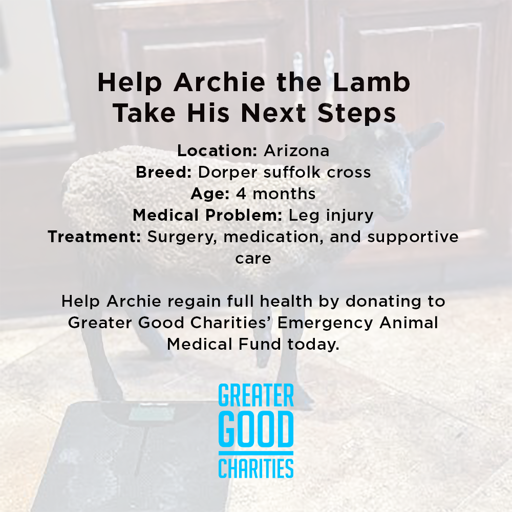 Funded: Lamb With Broken and Necrotic Leg Needs Emergency Surgery