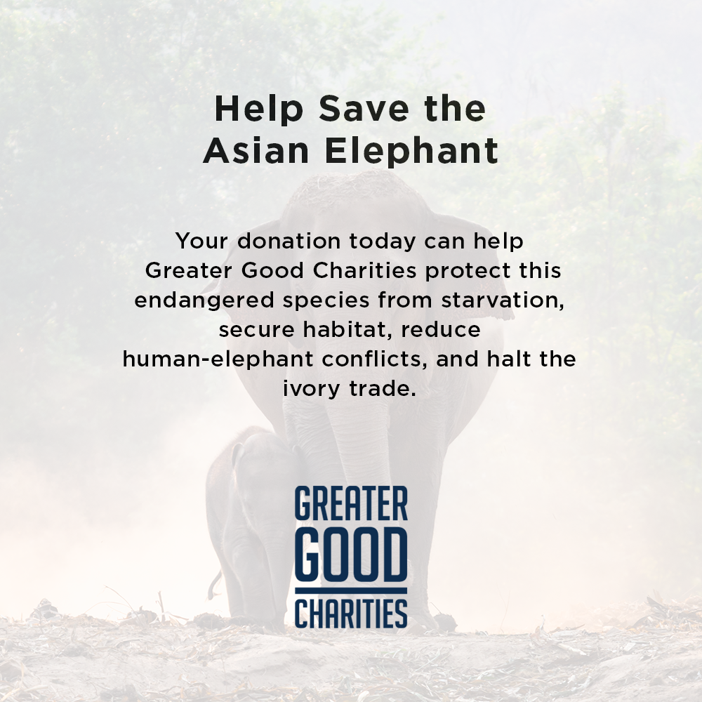 Help Save the Asian Elephant