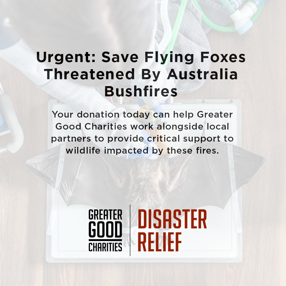 Urgent: Save Flying Foxes Threatened By Australia Bushfires