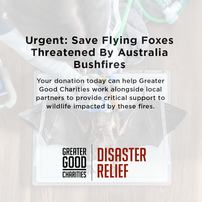 Urgent: Save Flying Foxes Threatened By Australia Bushfires