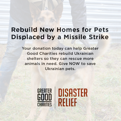 Struck By Missiles Twice - Animal Shelter Desperately Needs Support