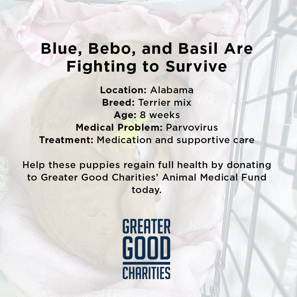 Blue, Bebo, and Basil Are Fighting to Survive a Deadly Virus