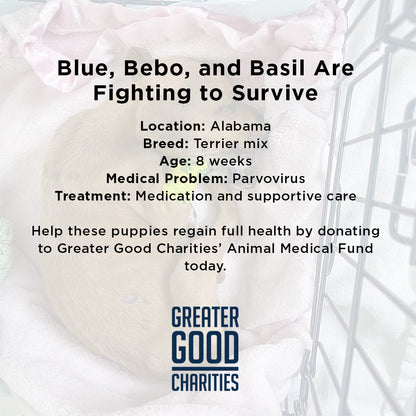 Blue, Bebo, and Basil Are Fighting to Survive a Deadly Virus