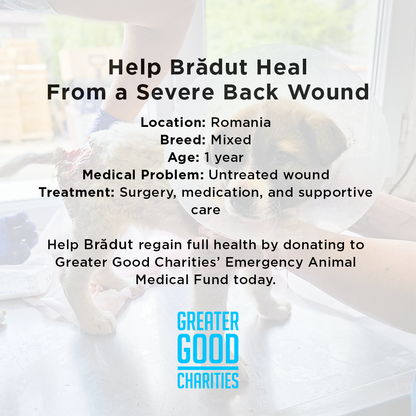 Funded: Help Brăduț Heal from a Severe Back Wound